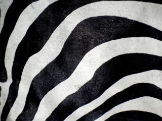 Zebra Print Printed Cowhide Skin Rug Cow Hide DC3674