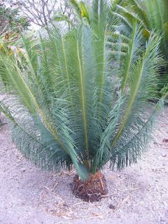 Cycas Panzhihuaensis ICE BLUE CYCAD Companion Green Live Palm Tree 