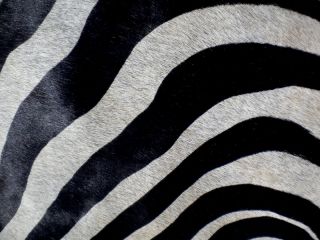 Zebra Print Printed Cowhide Skin Rug Cow Hide DC3695