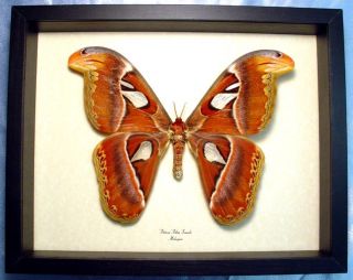Giant Attacus Atlas Female Framed Snakehead Moth 762