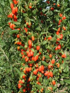 what are goji berries the goji berry is a small