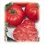 Beefsteak Tomato  