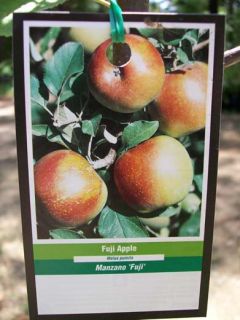 Live Fuji Apple Fruit Tree 5g Trees Plant Sweet Juicy Apples 