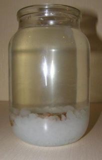 Baby Kombucha Scoby Water Kefir Tibicos Grains Organic Probiotic Detox 