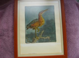 Benson Moore hand colored lithograph of orginal etching Least Bittern