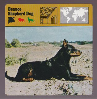   DOG Breed Beauceron 1975 1980 SAFARI ANIMAL FACT PHOTO CARD 7822