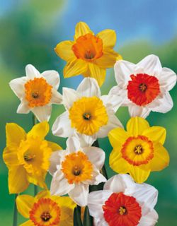 25 Mixed Colors Trumpet Daffodil Bulbs 12 14cm size   additional items 