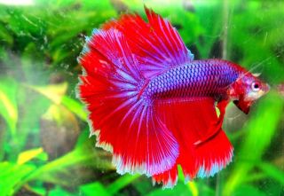 Blue Red Male Halfmoon Betta Live Fish HM8BLRD