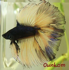    Black Butterfly Double Tail Halfmoon Male Live Betta Fish Imported