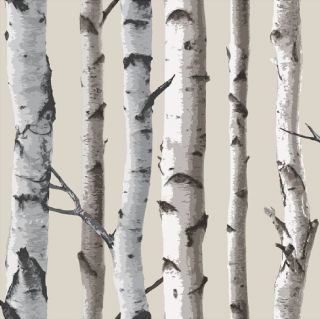 New Birch Tree Woods Branches Jungle Forest Print 10M Wallpaper Roll 