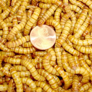   Live Giant Mealworms for Reptile Bird Fish Food 