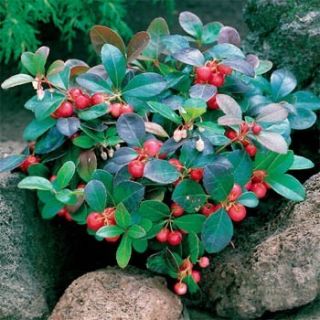 CREEPING WINTERGREEN * FOOD FOR BIRDS 25 SEEDS