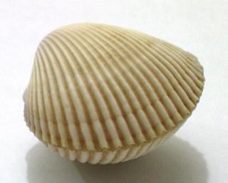 seashell bivalve vepricardium fimbriatum 36 mm