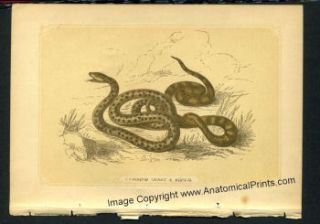   Snakes Lizards and Frog Prints Bicknells Natural History 1851