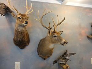 Wisconsin Big Buck Whitetail Deer Taxidermy Shoulder Mount 