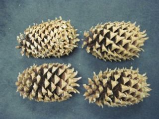 FOUR 10 10 1/2 LARGE Coulter Pine Cones Pinecones Natural #5087