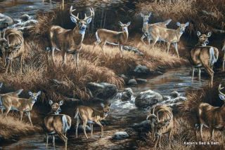 deer big buck doe wildlife country mountain stream brown scenic