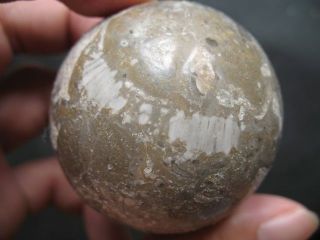 Big Indian Coral Fossil Crystal Sphere Ball So RARE