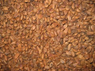 lb Pine Nuts in Shell Dried Bird Food Parrot Seed