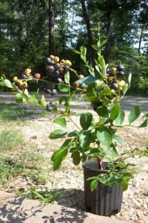 Climax Blueberry Plant Fruit Bearing 2 3 Blueberries Healthy Roots 