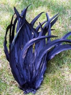 20 Dyed Jet Black Rooster Coque Tail Feathers 14 16