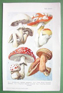 BOTANICAL PRINT COLOR   Poisonous Mushrooms Agaric Meadow