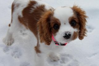 Joy in the snow, Blenheim Cavalier King Charles Spaniel puppy note 