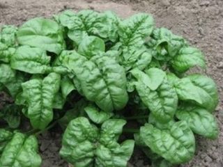 Bloomsdale Spinach 500 Seeds Heirloom Same Day Shipping