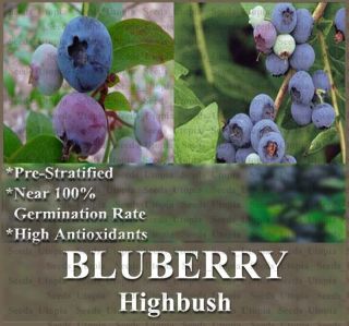 Blueberry Plant Seeds Bulk Seeds 6 Varieties Highbush