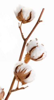 Cotton Boll 3 Bolls White Raw Cotton Plant Bolls for Crafts Education 