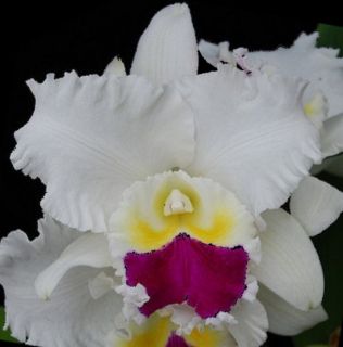 Lc Nippon Livinza Beautiful cattleya orchid plant