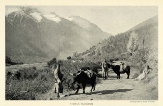 1925 Print Fred Bremner Tibet Yak Mountain Landscape Himalayas 