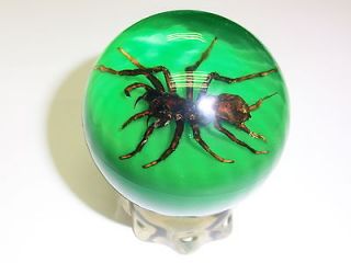 Tarantula, Encased, in, Acrylic, VERY, SCARY) in Insects 