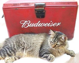 BUDWEISER Anheuser Busch Beer Bottle Cooler Sign Light Bud FREE 