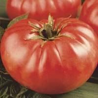 description mortgage lifter tomato lycopersicon lycopersicum heirloom 