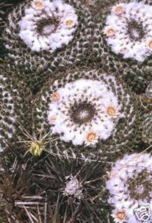 Mammillaria Formosa J cacti RARE Cactus Seed 20 Seeds