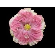 Tropical Exotic Cajun Hibiscus Plant Ceste Bon Pink White Single 