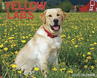 Brand New 2013 Wall Calendar Just Yellow Labs Labrador Retievers B52 