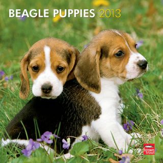Beagle Puppies 2013 Wall Calendar