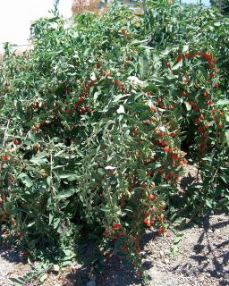   Berry Live Plant Bareroot Wolfberry Lycium Barbarum Tree Bush