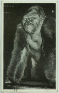 bushman 500 lb gorilla zoo chicago il postcard 1950