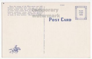   in Texas Linen Postcard c1940s Elmer Fisk Poem Texas Products