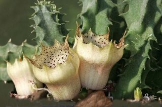 Plant Huernia Campanulata Stapelia Cactus Orchid RARE