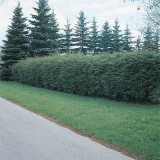 Canadian Hemlock Hedge 50 Feet
