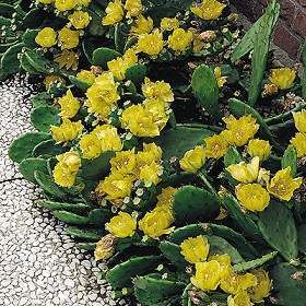 Prickly Pear Cactus Plant w 2 3 Pads – Winter Hardy Perennial