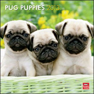 Pug Puppies 2013 Wall Calendar