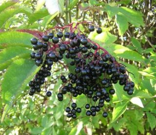   Elderberry Bushes Sambucus canadensis 20 7 to 8 inch Cuttings