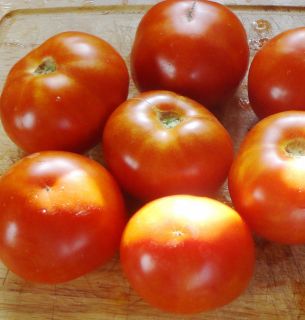 2013 Fresh ✽ 25 Heirloom Tomato Seeds ✽ Early Annie ✽ Organic 