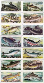 1960 Full Set of 50 Frewshwater Fish Paintings Cards