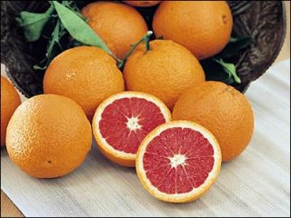 Grafted Cara Cara Navel Orange Grafted Citrus Tree GC019